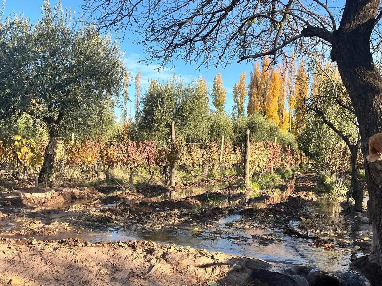 Finca en Anchorena y Vieytes ideal desarrollo. Maipu 4