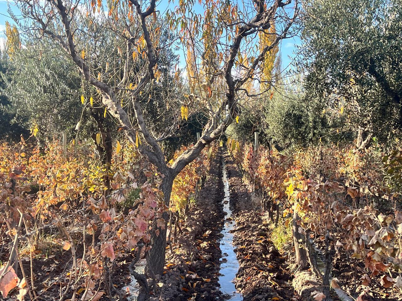 Foto de Finca en Anchorena y Vieytes ideal desarrollo. Maipu, imagen 3