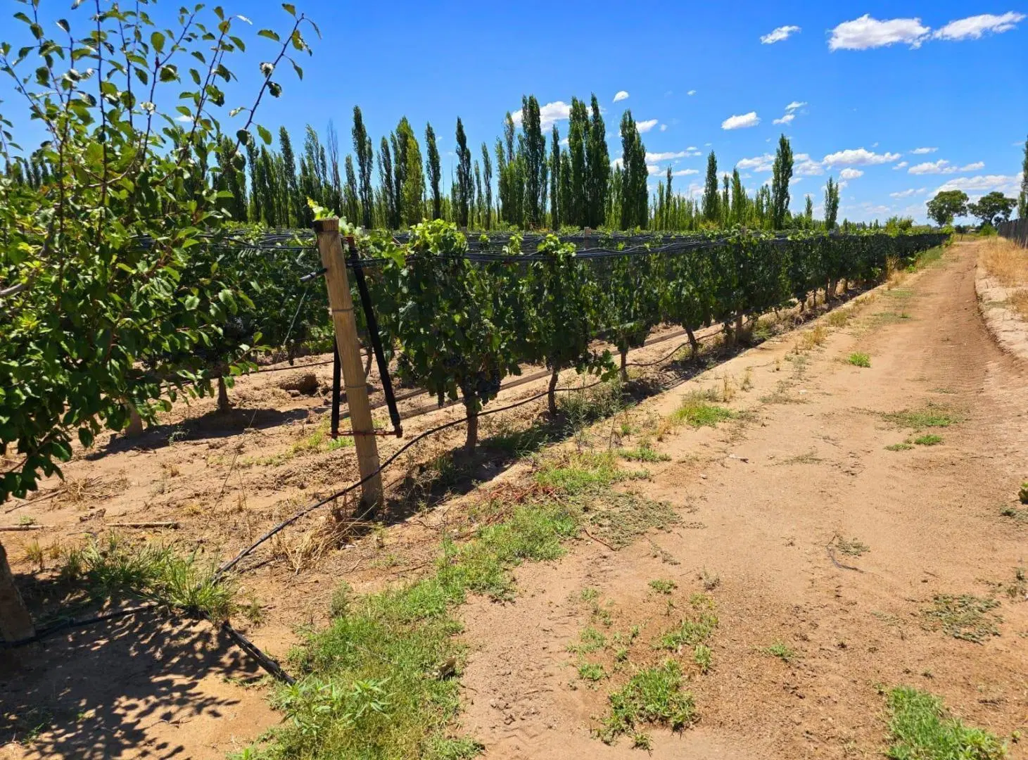 Finca y Casa con pileta en Venta en Las Paredes, San Rafael 2