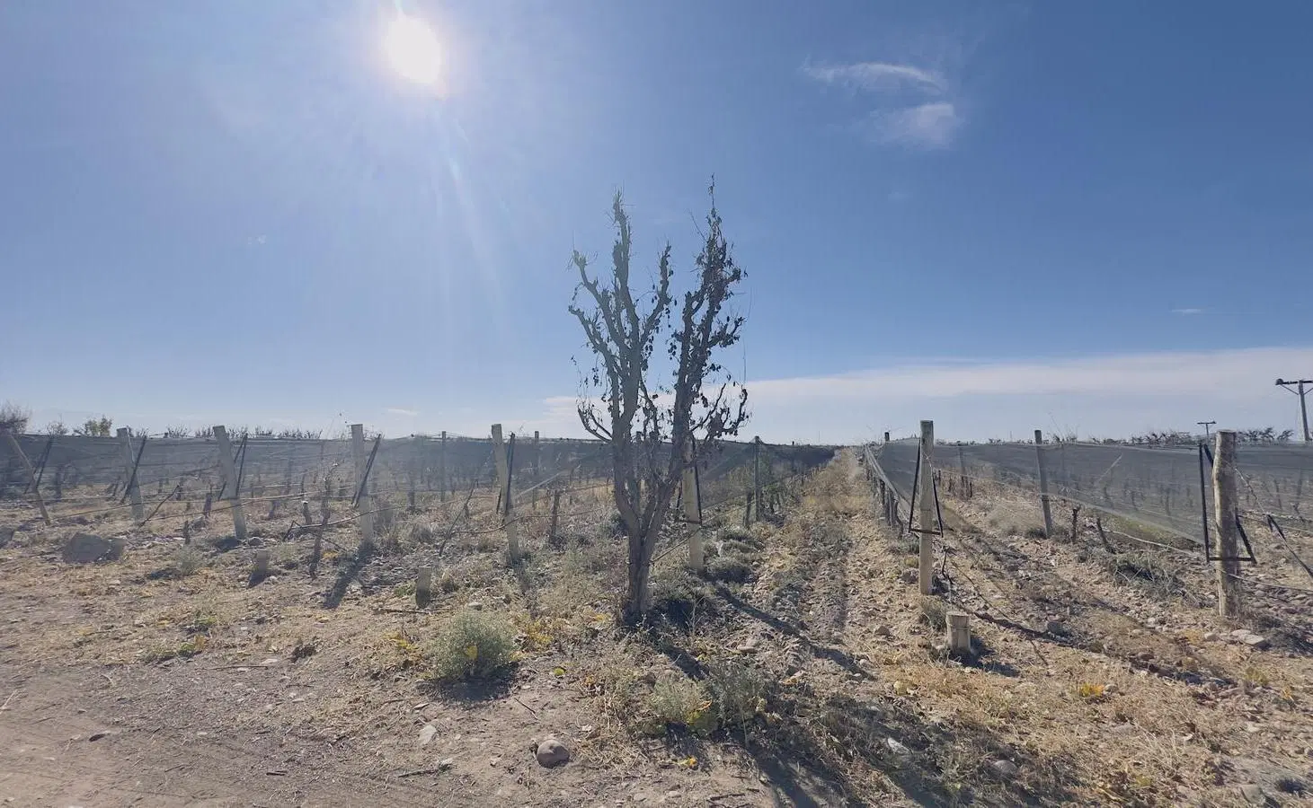 Finca Productiva de 62 Ha en venta- Excelente Ubicación. Barrancas, Maipú 2
