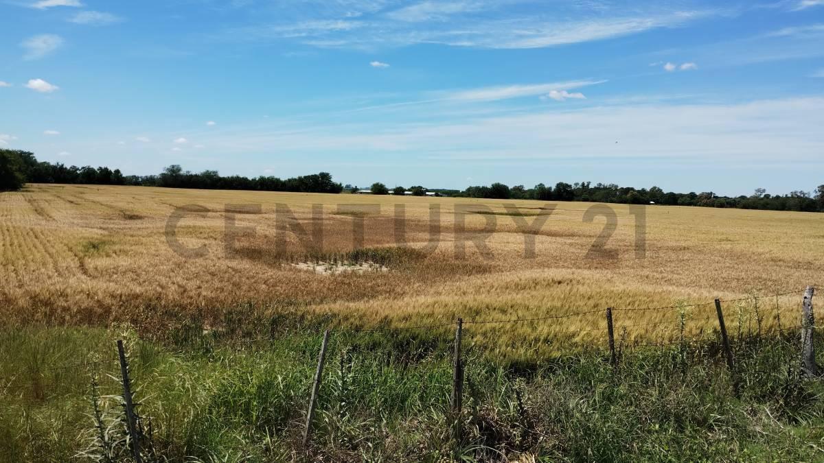 Foto de Venta Campo 13.5 Has Carmen de Areco, imagen 1