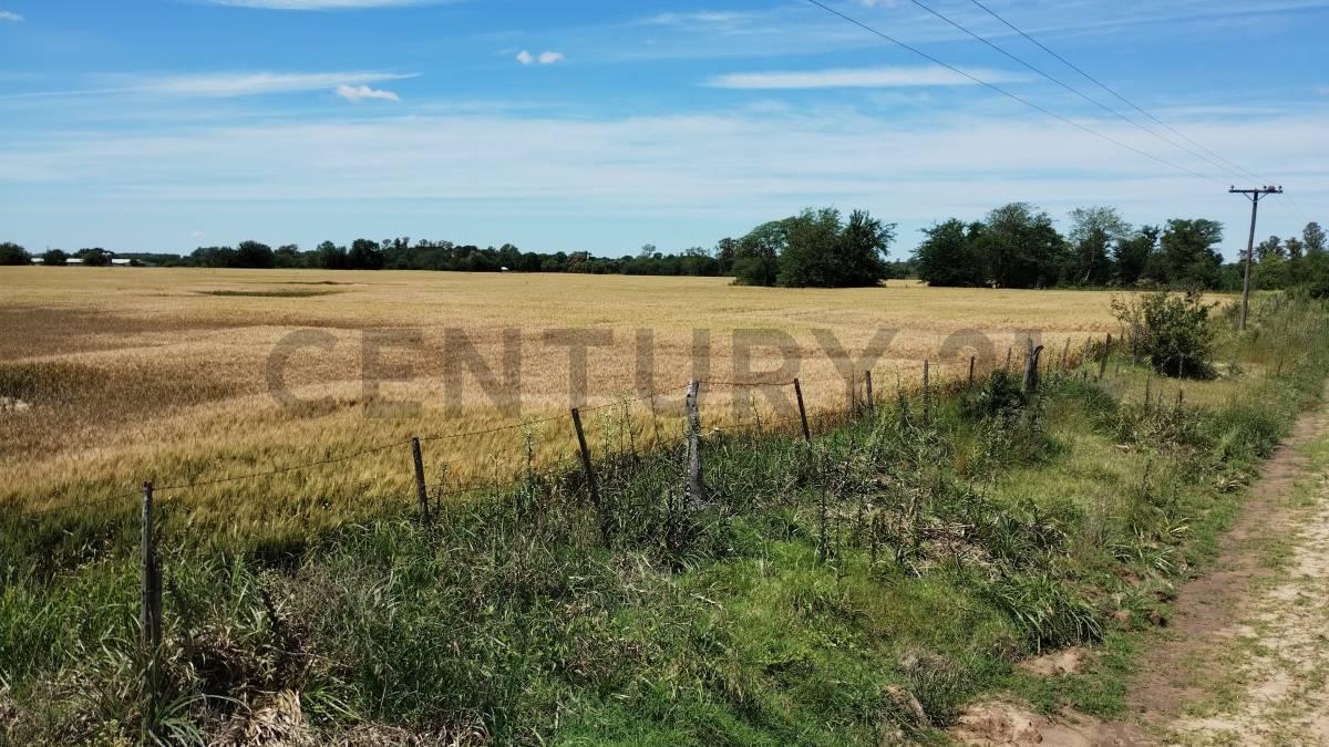 Foto de Venta Campo 13.5 Has Carmen de Areco, imagen 3