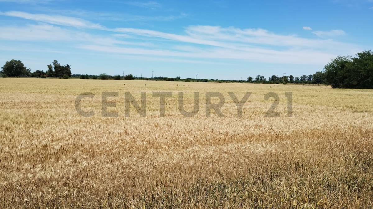 Foto de Venta Campo 13.5 Has Carmen de Areco, imagen 2