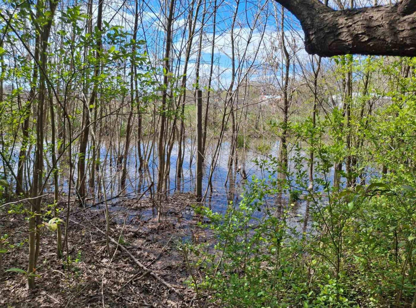 Foto de VENTA FRACCION 5,4 HA GRAL RODRIGUEZ. INVERSIÓN, imagen 3
