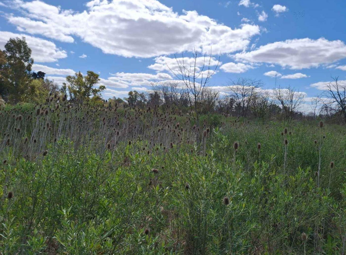 Foto de VENTA FRACCION 5,4 HA GRAL RODRIGUEZ. INVERSIÓN, imagen 2