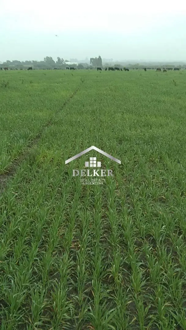 ALQUILER CAMPO AGRICOLA PARA GANADERIA 160 HA EN GUALEGUAYCHU ENTRE RIOS 4