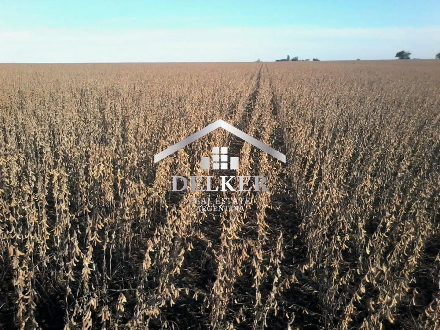 ALQUILER CAMPO AGRICOLA PARA GANADERIA 160 HA EN GUALEGUAYCHU ENTRE RIOS 2