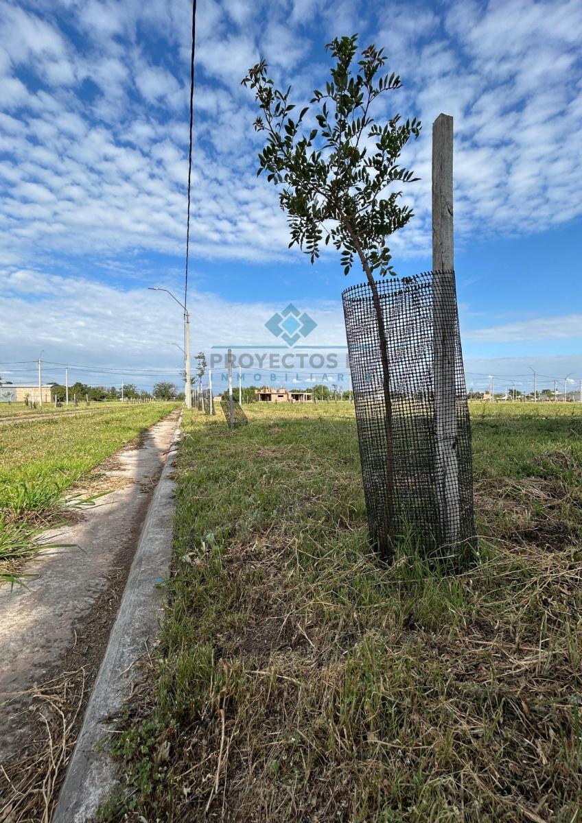 Foto de Terreno Lote en Los Ceibos, Jesus Maria, imagen 4