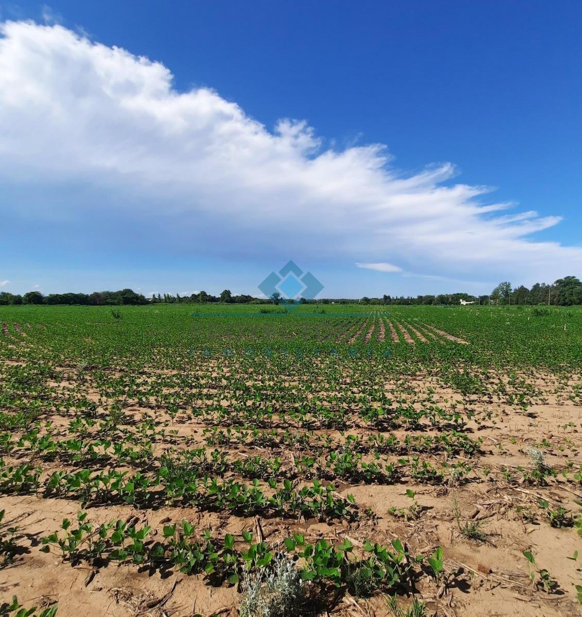 Quinta 11.5 Ha en Colonia Caroya 5