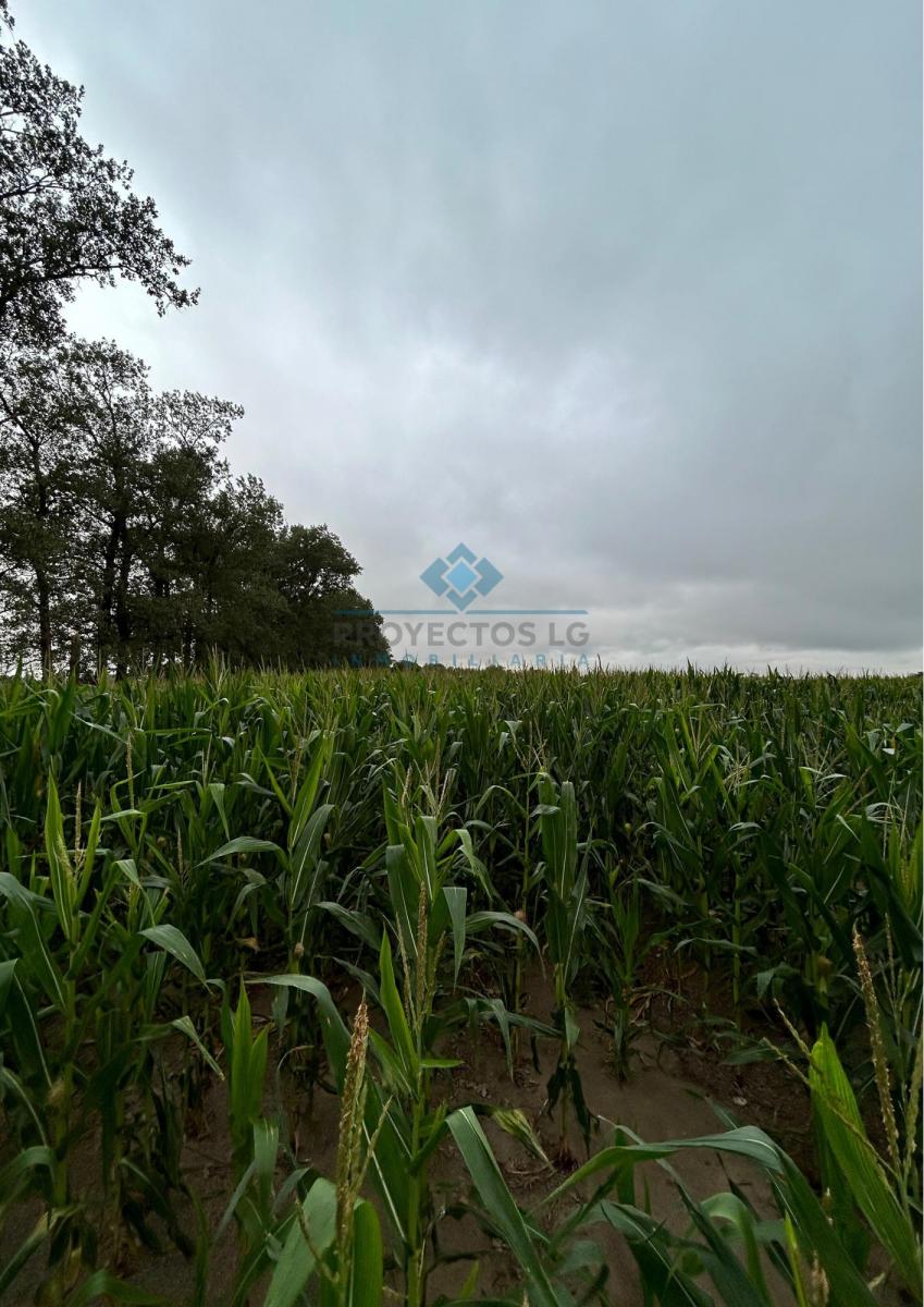 Campo 25 Ha, Colonia Caroya 2