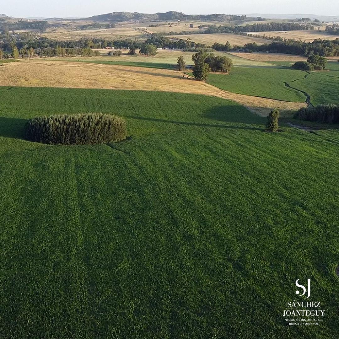 CHACRA DE 13,5 HECTAREAS EN TANDIL