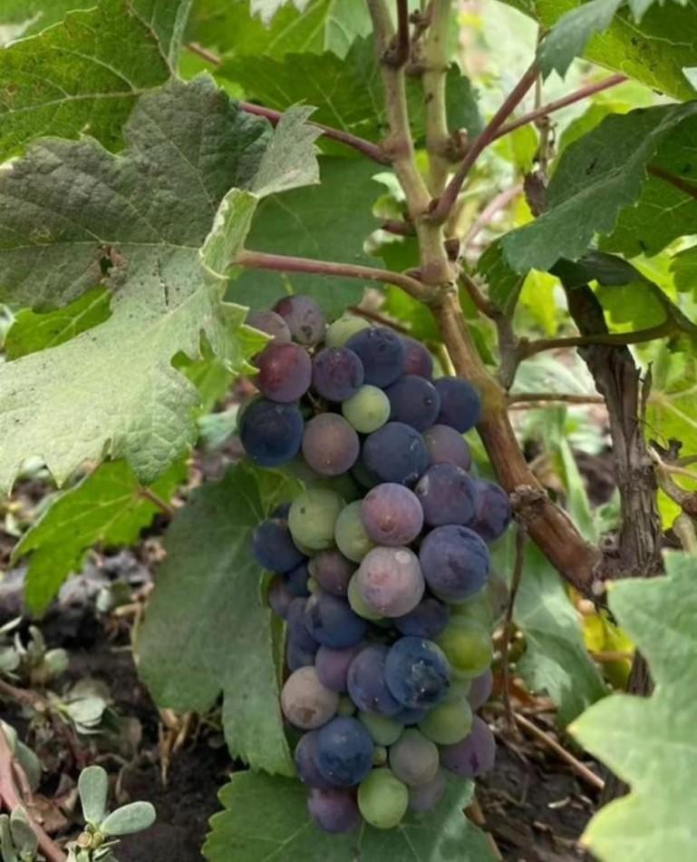 Foto de VENTA LOTE TERRENO EN DIONISIO APTO PARA ESCRITURAR MARIANO ACOSTA, imagen 4