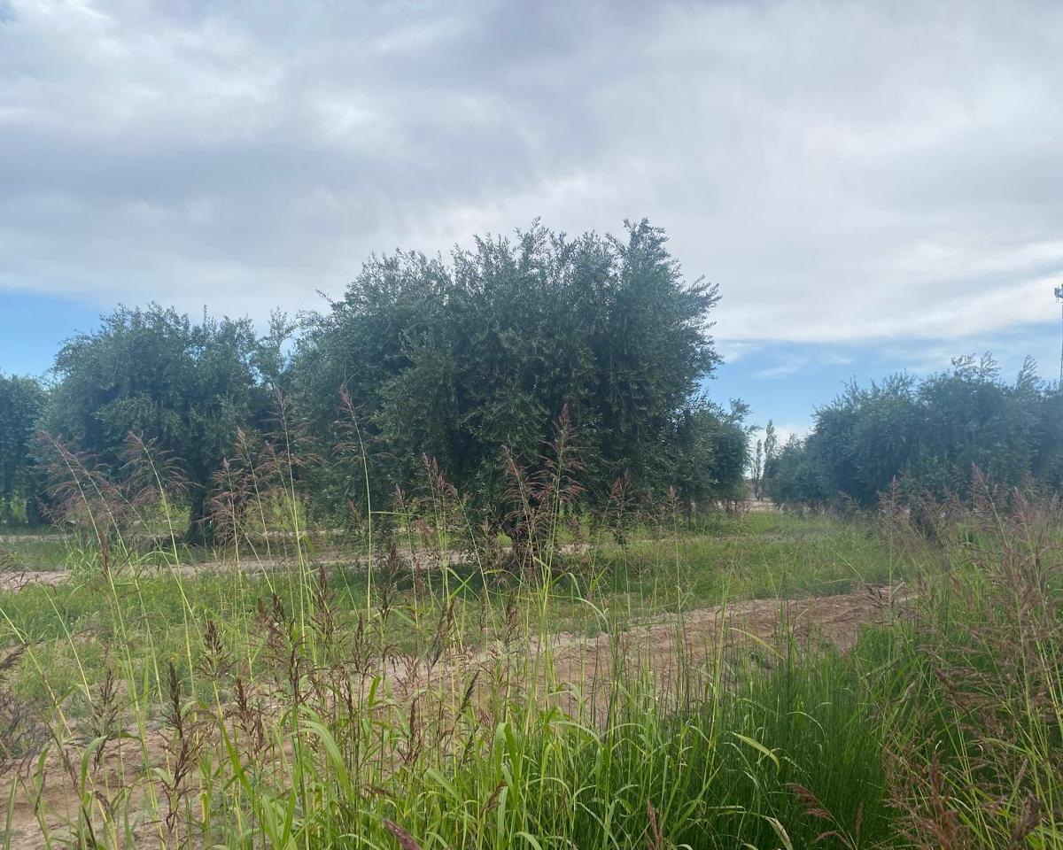 Finca en Venta en Maipu Ruta 60 4