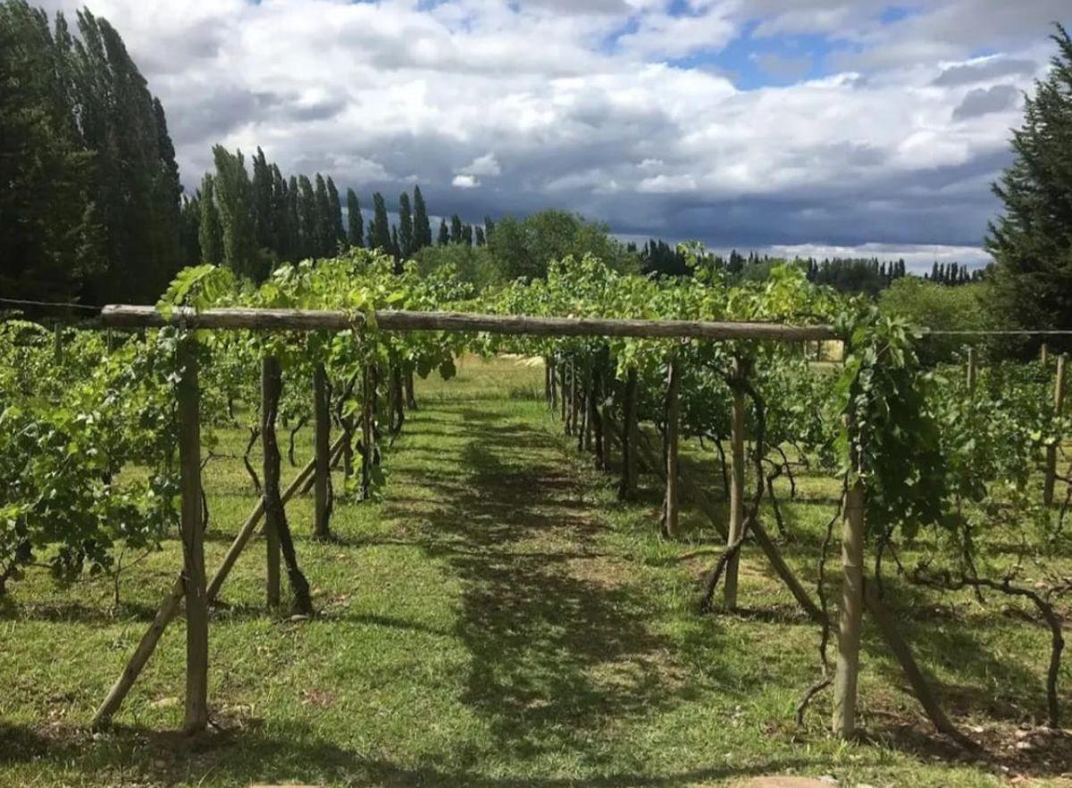 Foto de Espacio Enogastronómico, Funcionando con Bodega Artesanal en Serranías, imagen 1