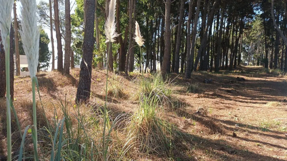 Terreno de 1000 m2 en venta en Deportivo I 5