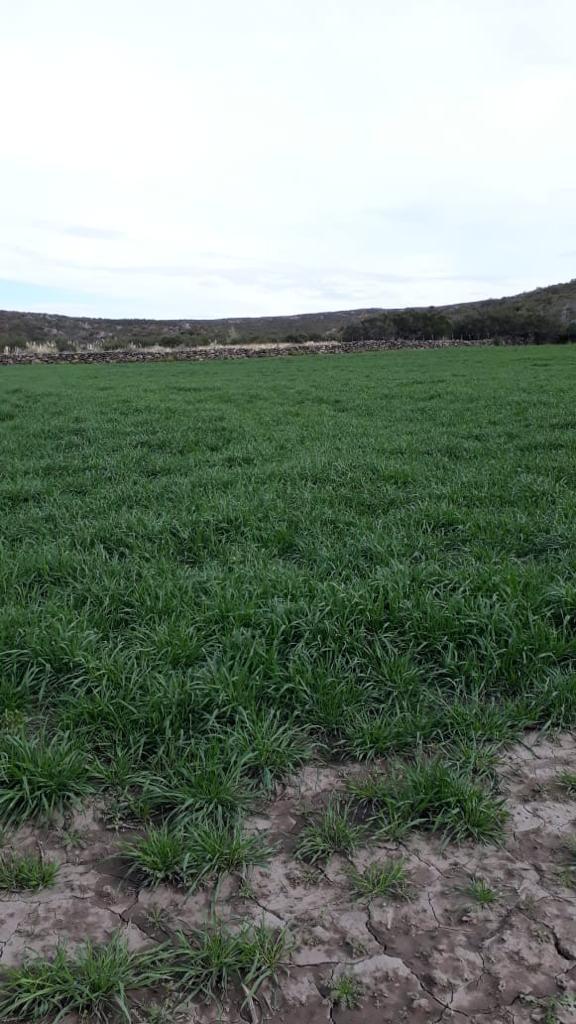 Foto de Venta Campo de 50 Has en San Nicolas de los Arroyos, Buenos Aires, imagen 5