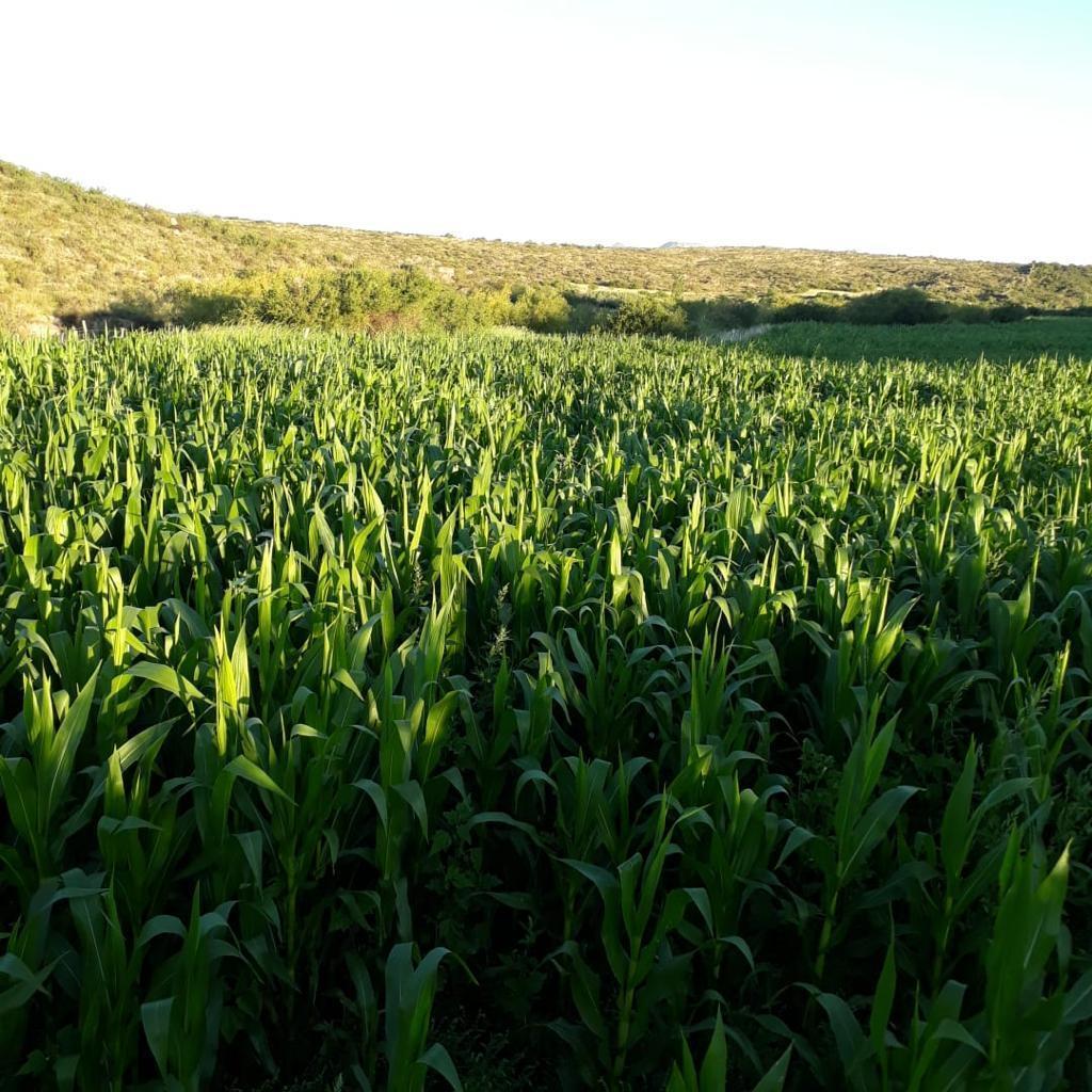 Foto de Venta Campo de 50 Has en San Nicolas de los Arroyos, Buenos Aires, imagen 2