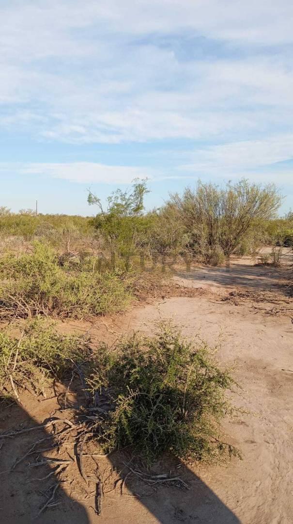 Foto de CAMPO DE 10 HECTAREAS EN VENTA LAVALLE (FRACCION G), imagen 4