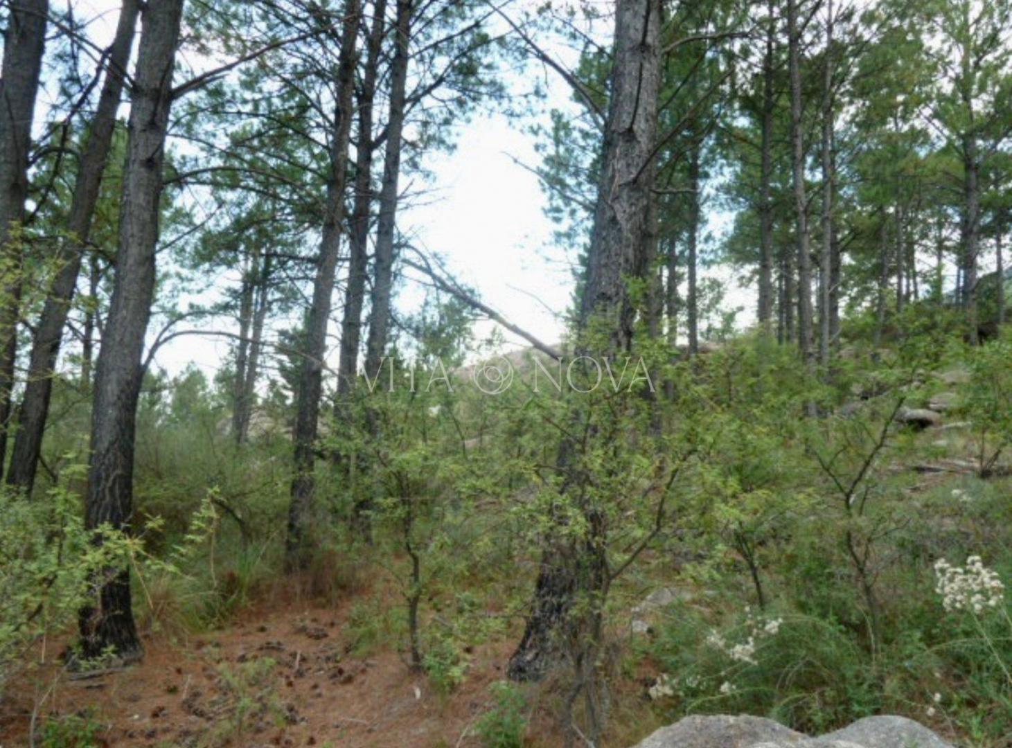 Foto de VENTA TERRENO ECO PUEBLO EL PINAR LOS HORNILLOS, imagen 3