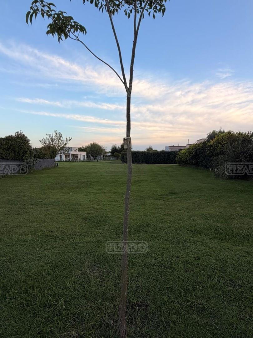 Foto de Terreno Lote en Venta en San Ramiro, Pilar del Este, Pilar, imagen 3