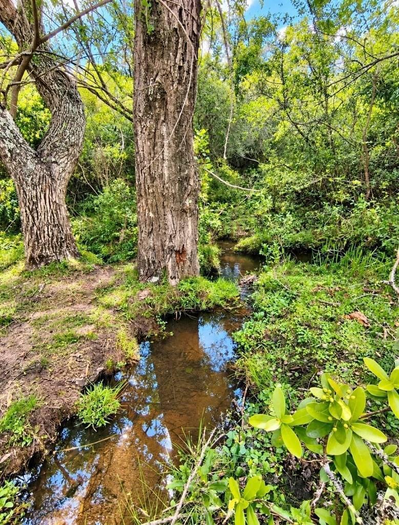 Foto de VENTA,CHACRA DE 6 HECTÁREAS,PUEBLO EDÉN, MALDONADO ,BOSQUE NATIVO, imagen 4