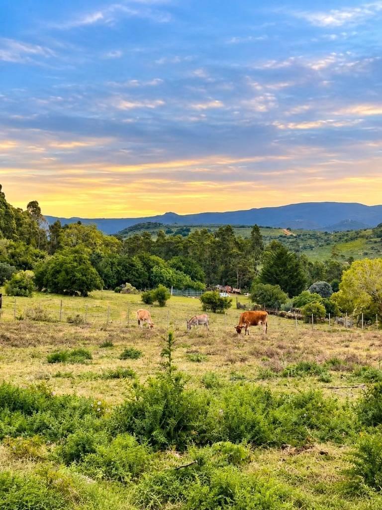 Foto de VENTA,CHACRA DE 6 HECTÁREAS,PUEBLO EDÉN, MALDONADO ,BOSQUE NATIVO, imagen 1