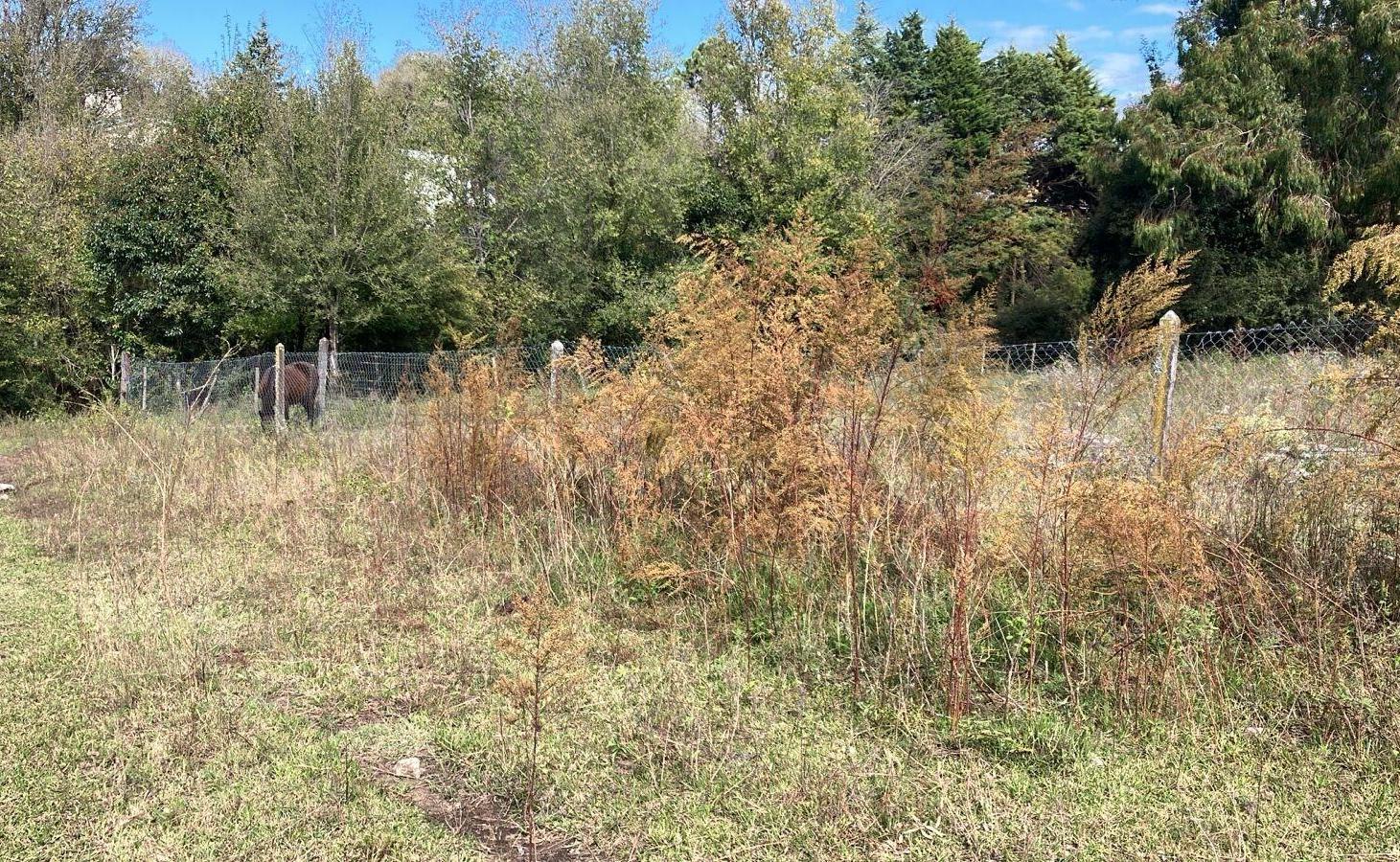 Foto de TERRENO POTRERO DE GARAY EN VENTA, imagen 4