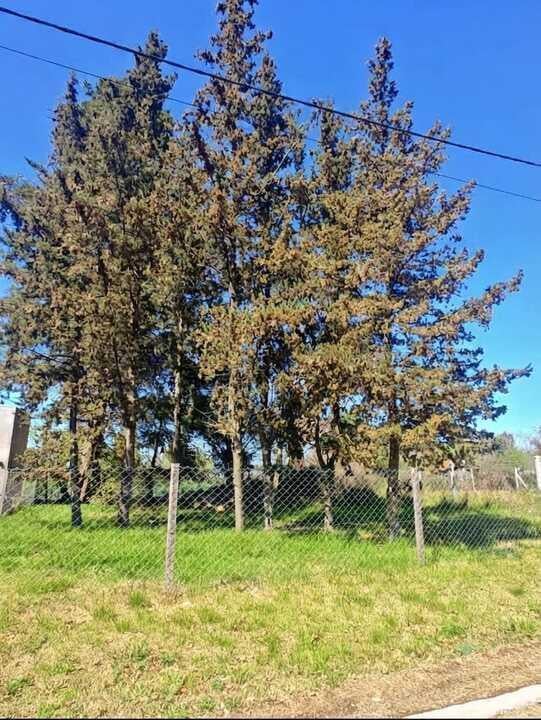 Foto de Excelente Terreno arbolado de 300 m2., imagen 4