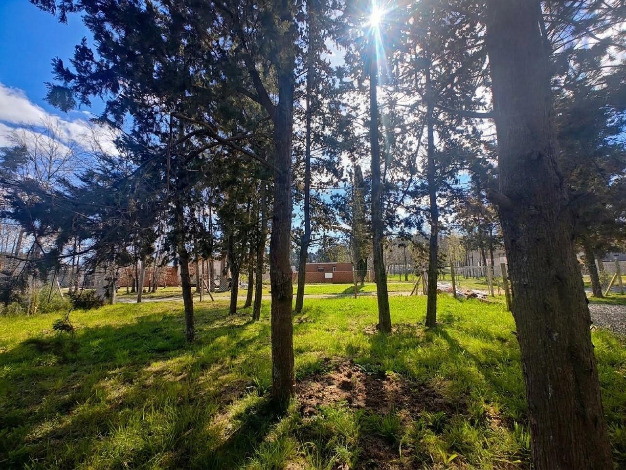 Foto de Excelente Terreno arbolado de 300 m2., imagen 1