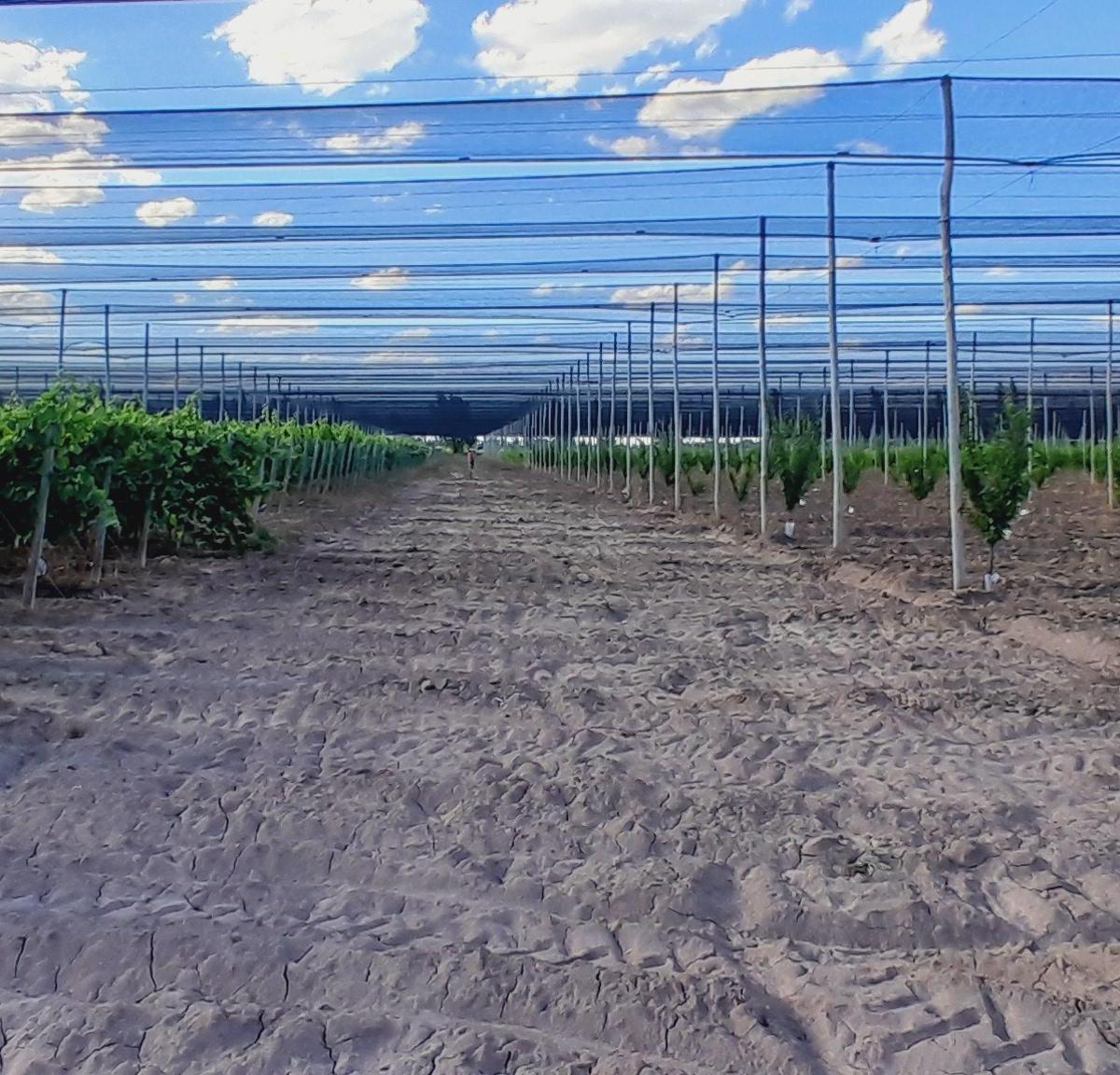 Aguirre Inmobiliaria Comercializa Hermosa Finca en Goudge 2