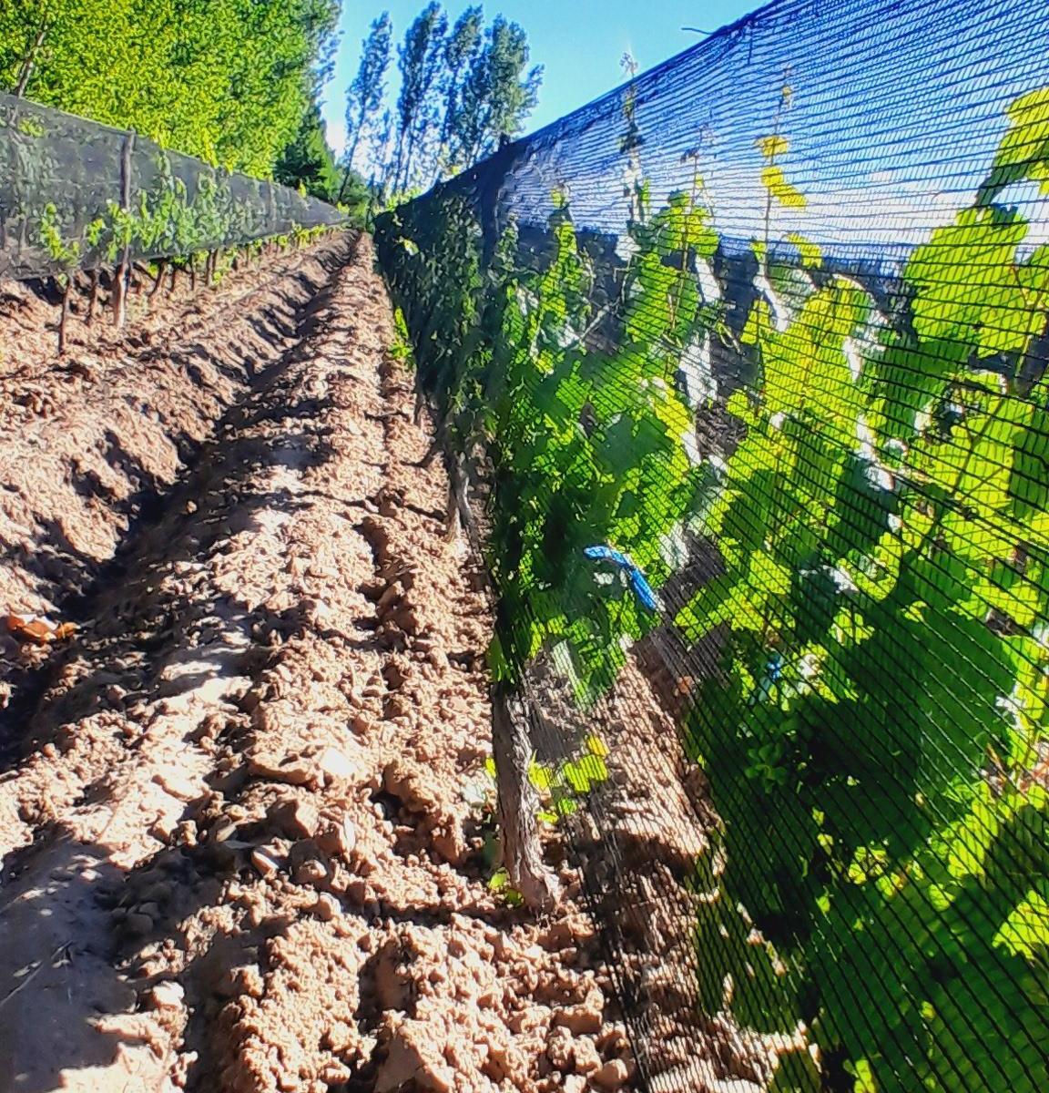 Aguirre Inmobiliaria Vende Finca 7 Hectáreas en Las Paredes. 2