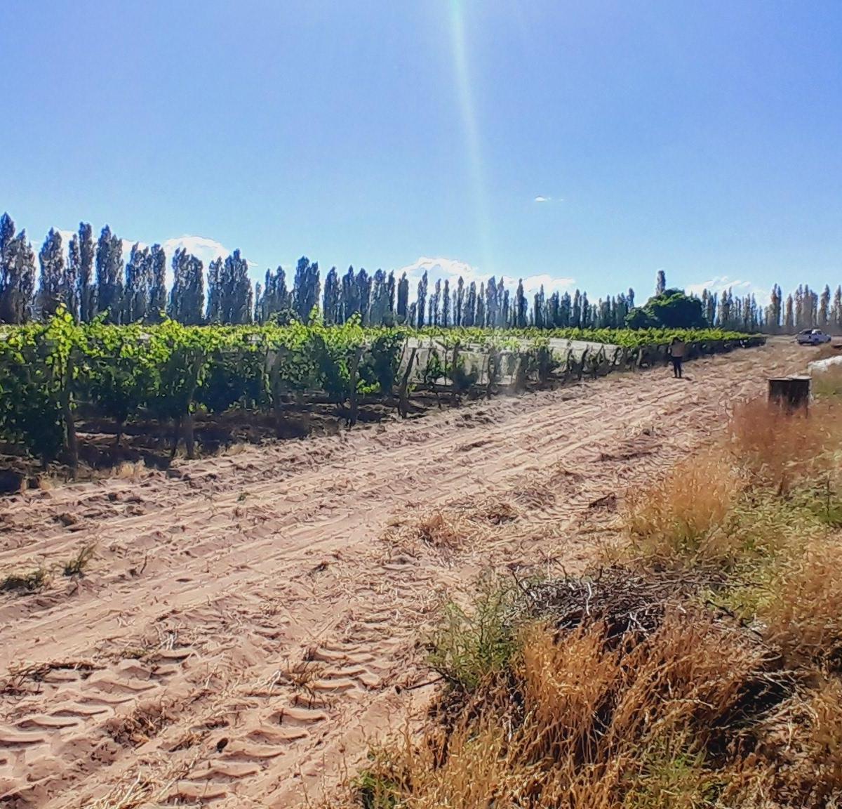Aguirre Inmobiliaria Vende Finca 7 Hectáreas en Las Paredes. 5