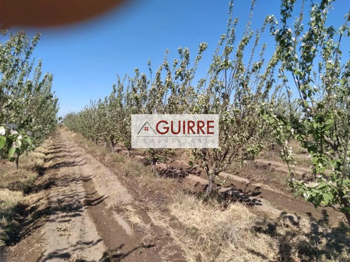 OPORTUNIDAD DE INVERSIÓN "FINCA DE 100HA" EN GOUDGE- SAN RAFAEL-MENDOZA 4