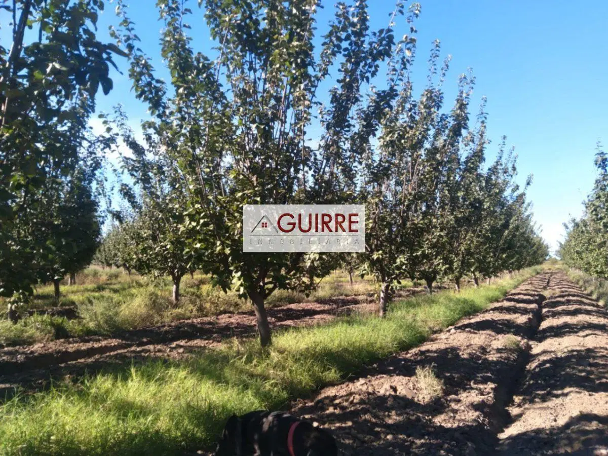 OPORTUNIDAD DE INVERSIÓN "FINCA DE 100HA" EN GOUDGE- SAN RAFAEL-MENDOZA 5
