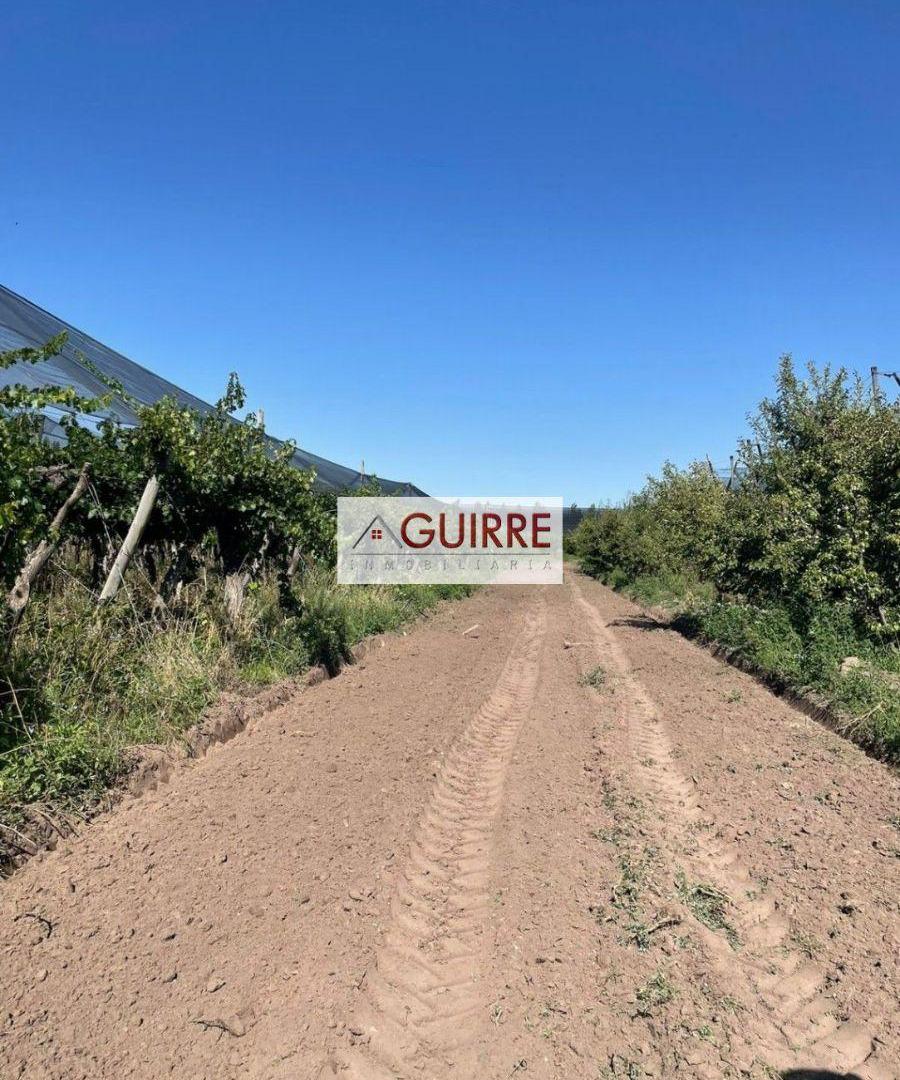Foto de OPORTUNIDAD DE INVERSIÓN EN FINCA DE 5HA, CON PRODUCCIÓN COMPLETA, imagen 2