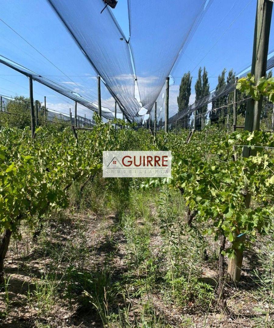 Foto de OPORTUNIDAD DE INVERSIÓN EN FINCA DE 5HA, CON PRODUCCIÓN COMPLETA, imagen 1