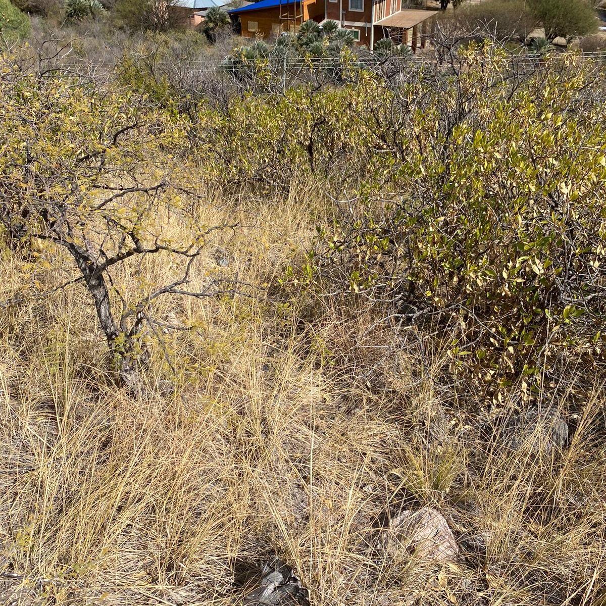 Las Acacia 940 5
