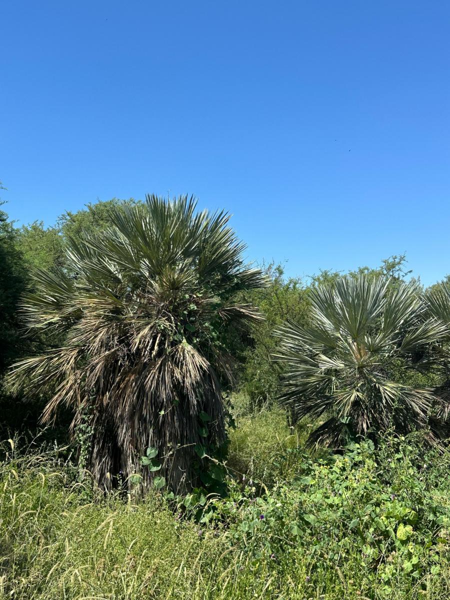 Los Aromos Dos Lotes Contiguos en Pequeño Bosquecito Serrano 1