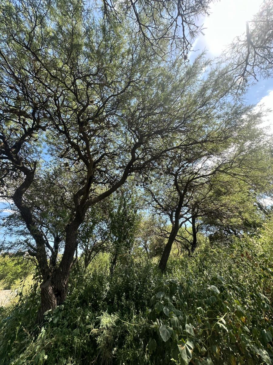 Los Aromos Dos Lotes Contiguos en Pequeño Bosquecito Serrano 5