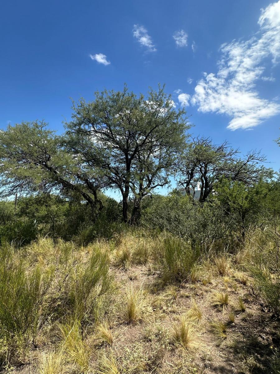 Los Aromos Dos Lotes Contiguos en Pequeño Bosquecito Serrano 2