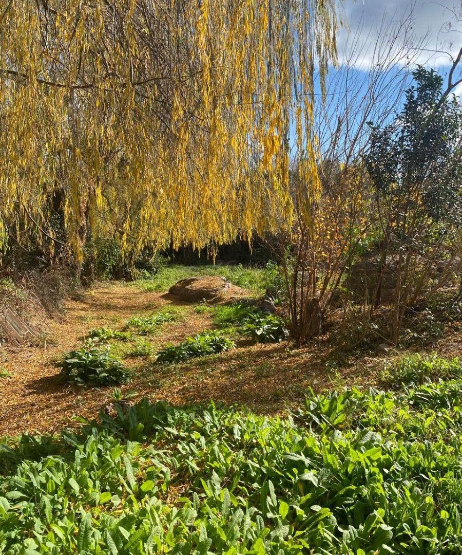 Foto de Saavedra 155 - Lote cerca del entro y excelente vegetación, imagen 2