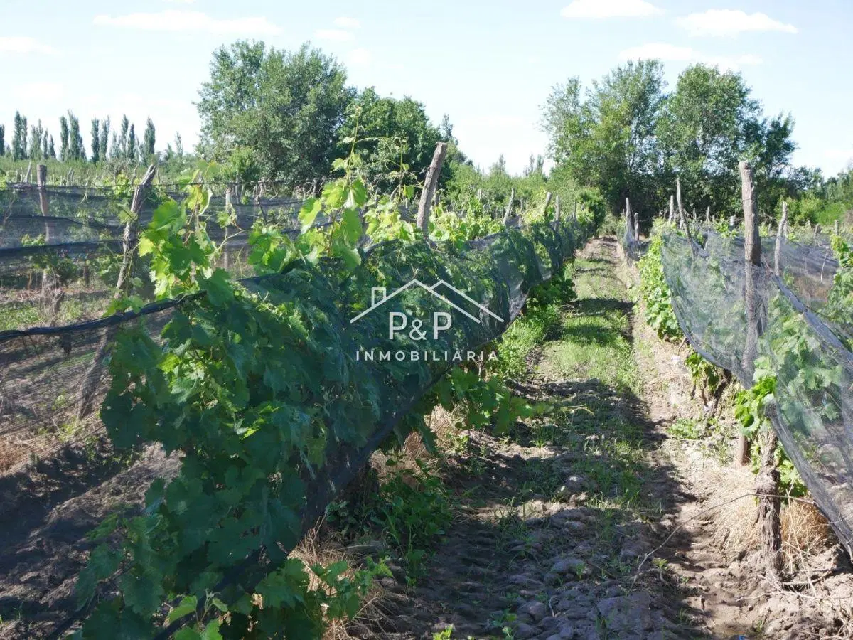 Finca en Producción Rama Caída 3