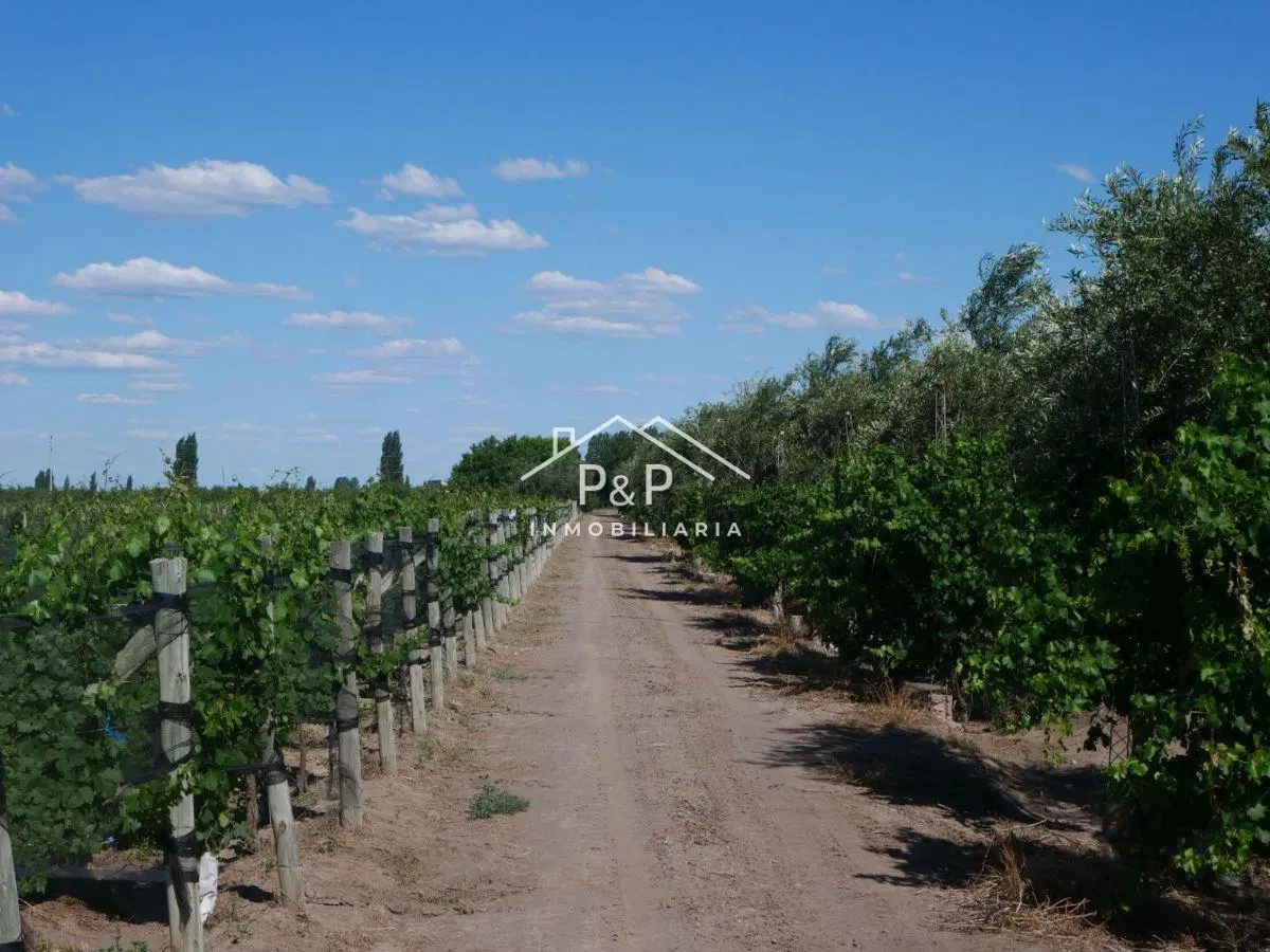 Finca en Producción Rama Caída 5