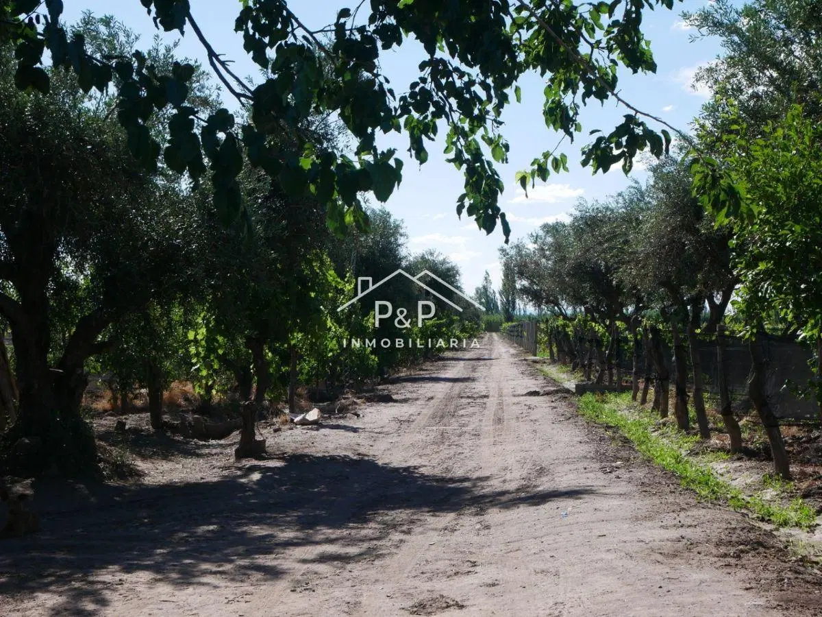 Finca en Producción Rama Caída 2