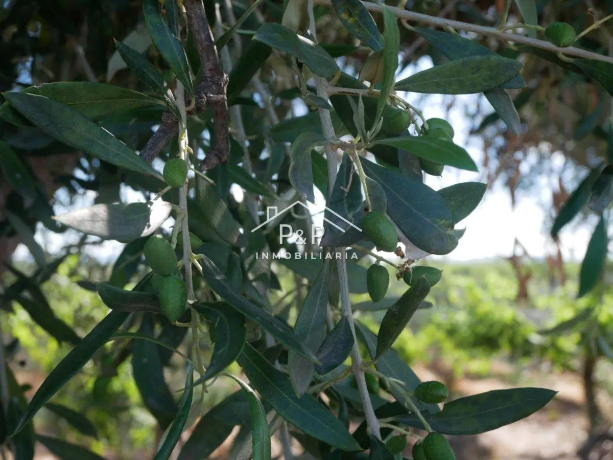 Finca en Producción Rama Caída 4