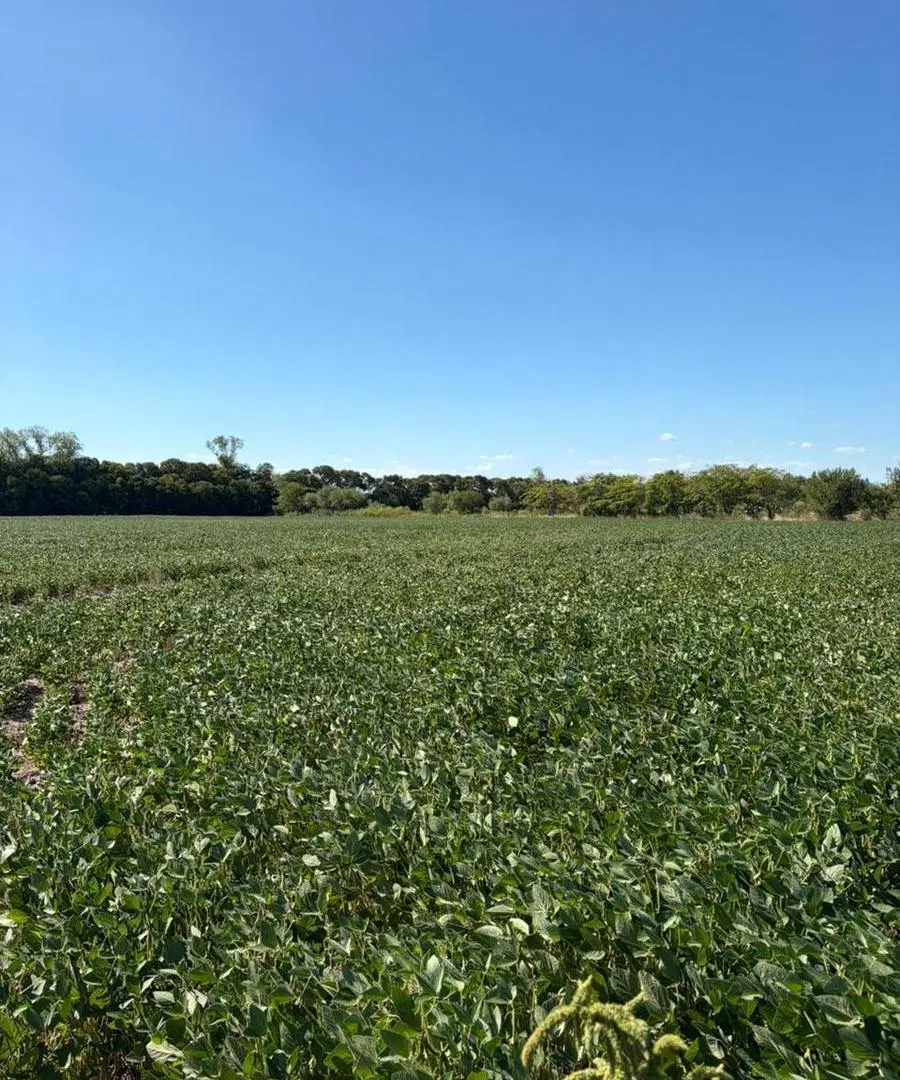 campo 6 hectáreas Arroyo Seco 5