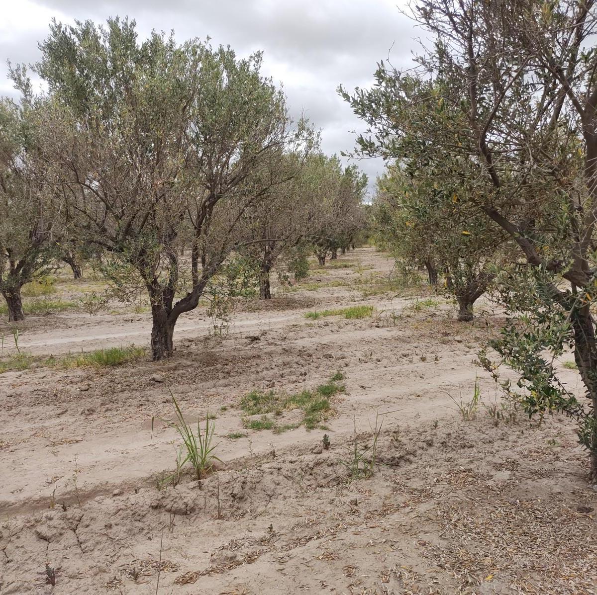 Finca en Venta, Junín, Mendoza 3