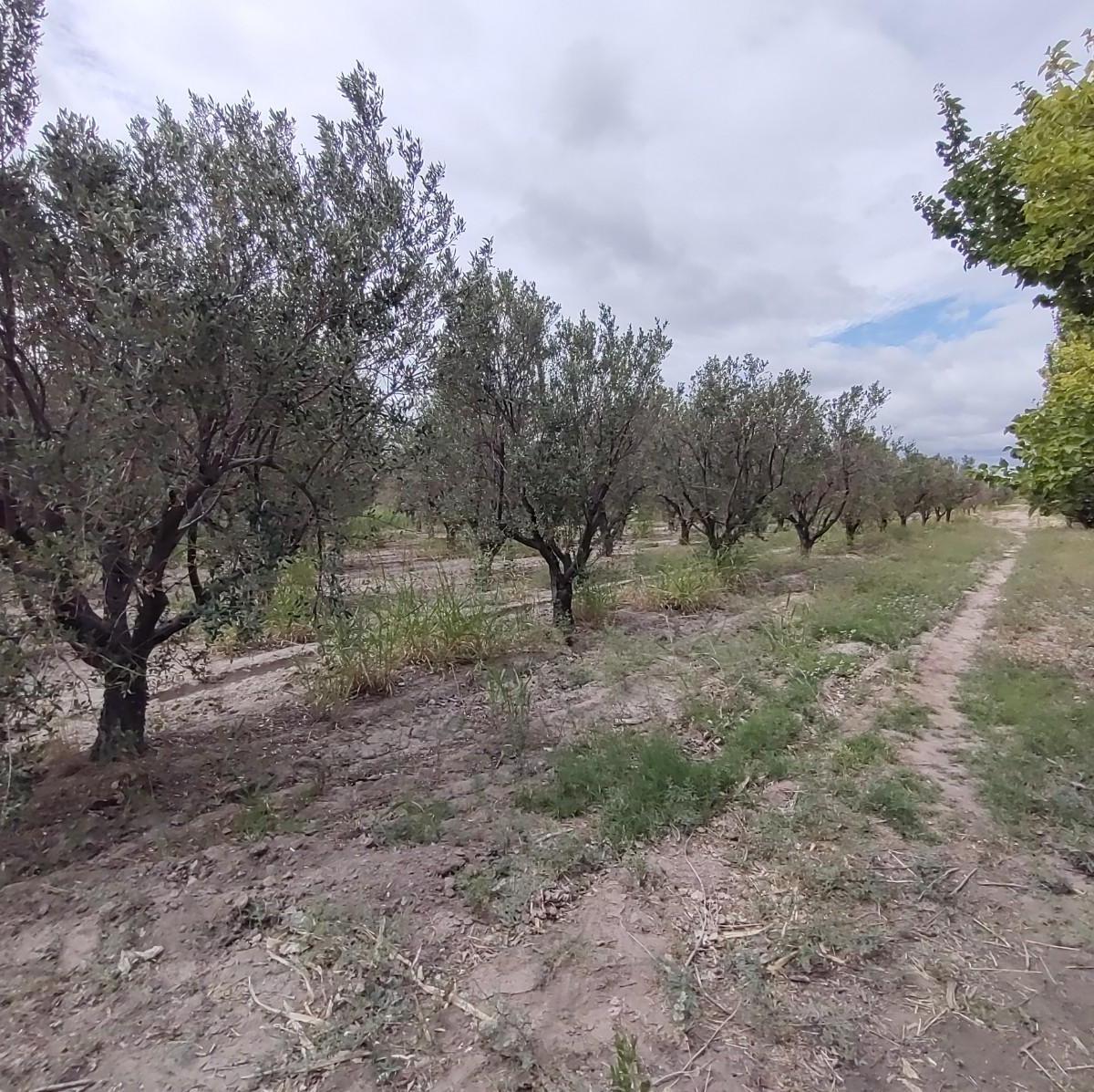 Finca en Venta, Junín, Mendoza 4