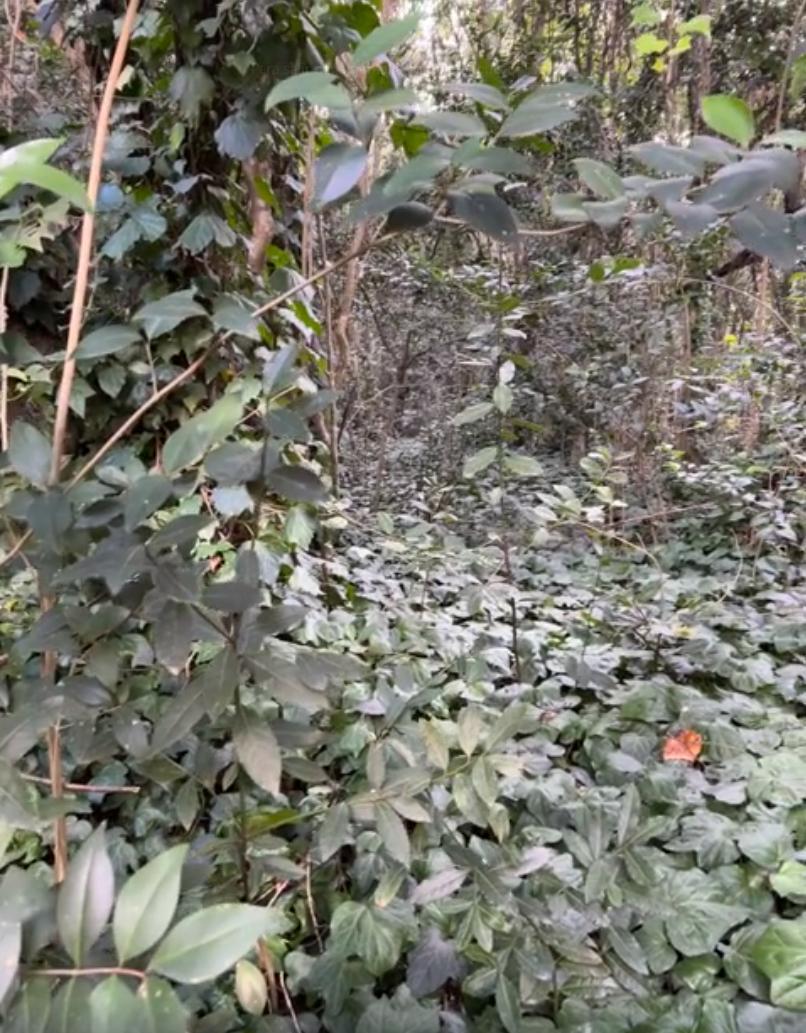 Lote de 20x100 en Calle Guemes Entre Moreno y Sarmiento, Punta Indio 3