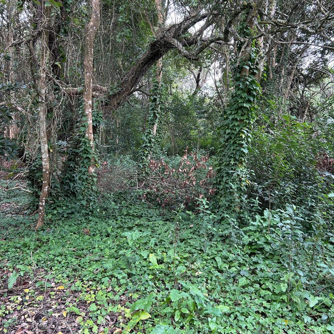Foto de Lote de 20x40 en calle Guemes entre Moreno y Sarmiento, Punta Indio, imagen 3